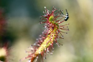 Sundew catching Fly