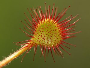 Round Leaved Sundew