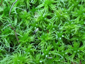 Sphagnum fimbriatum