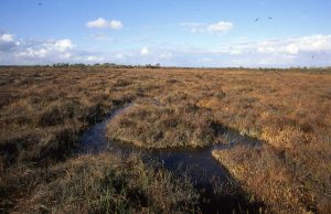 Garriskil Bog