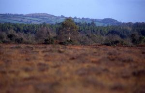 Garriskil Bog