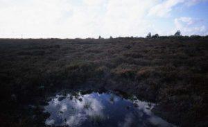 Garriskil Bog