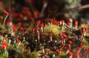 cladonia floerkeana