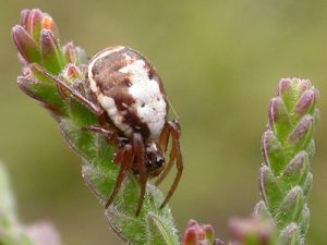 Hypsosinga albovittata Orb Weaver