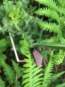 Cinnabar Moth