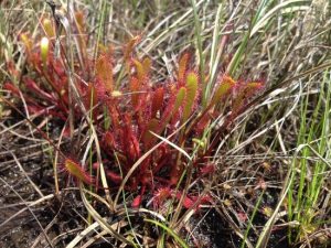 Sundew