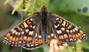 Marsh Fritillary Butterfly