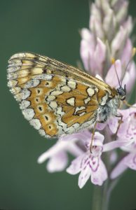 Marsh Fritillary Butterfly