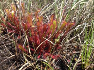 Oblong Sundew