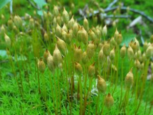 Polystrichum Capsules