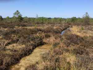 A typical peat dam after two years