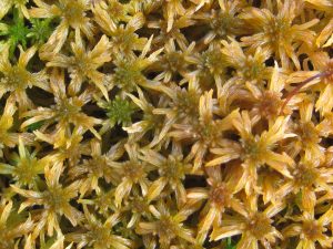 Sphagnum Mosses