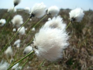 Single Headed Bog Cotton