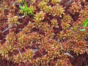 sphagnum magellanicum