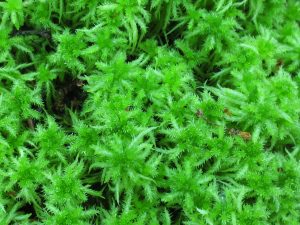 Sphagnum Squarrosum