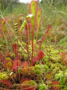 Sundew