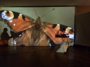 Peacock Butterfly