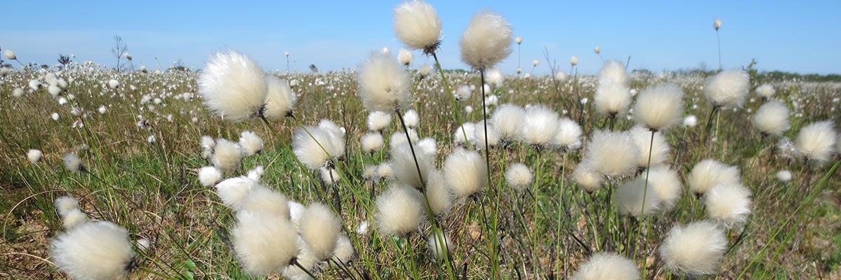 Bog Cotton