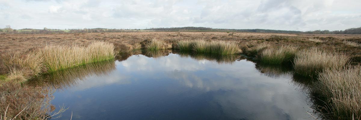 Bog Lake