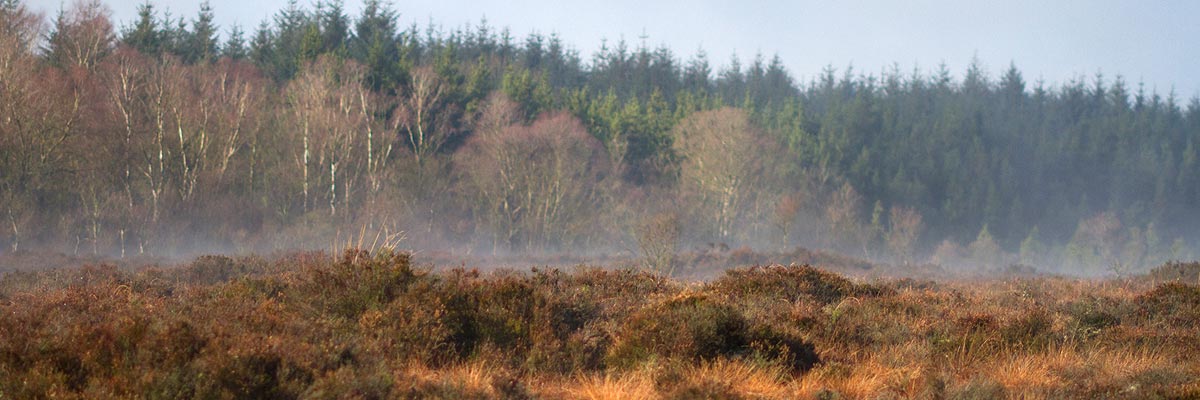 Misty Bog