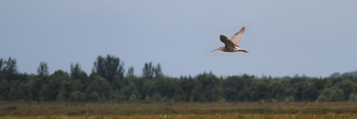 Curlew