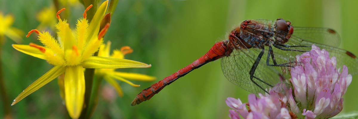 Damselfly