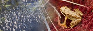 Frog and Frogspawn