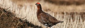 Red Grouse