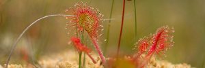 Sundew