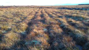 Lazy beds at Carrowbehy Bog