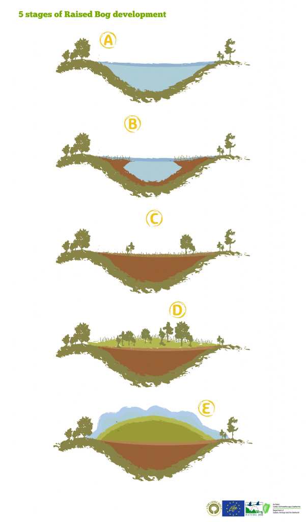 The Five Stages of Bog Development