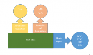 Pathways of Carbon losses from degraded Peatlands