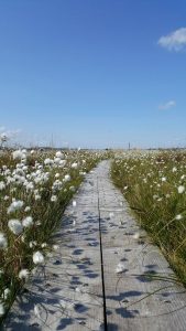 Boardwalk